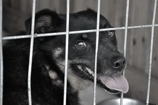Sabinka-malutka, młoda sunia o wielkim sercu do adopcji!,  śląskie Częstochowa, Śląskie, Częstochowa