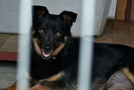 Sabinka-malutka, młoda sunia o wielkim sercu do adopcji!,  śląskie Częstochowa, Śląskie, Częstochowa