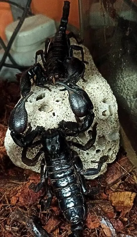 Heterometrus petersii skorpion łagodny, Małopolskie, Tarnów