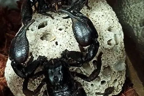 Heterometrus petersii skorpion łagodny, Małopolskie, Tarnów