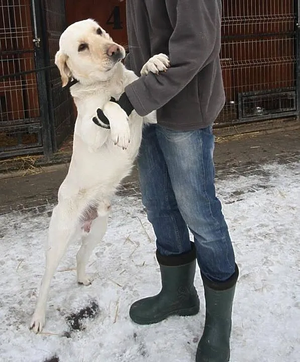 Justin labrador czeka na dom w schronisku Zgierz