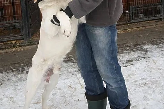 Justin labrador czeka na dom w schronisku Zgierz