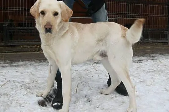 Justin labrador czeka na dom w schronisku Zgierz