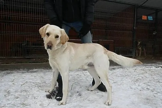Justin labrador czeka na dom w schronisku Zgierz