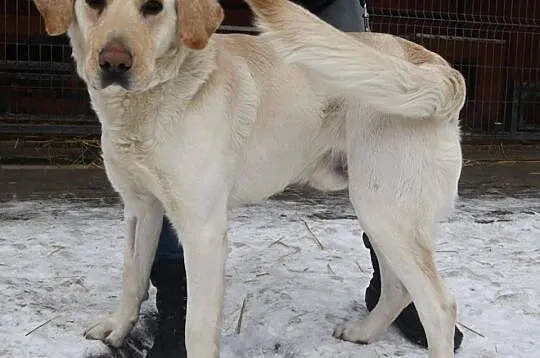 Justin labrador czeka na dom w schronisku Zgierz