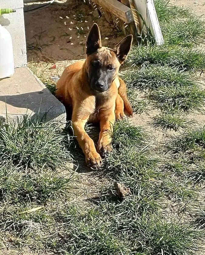Owczarek Belgijski Malinois, Podlaskie, Zambrów