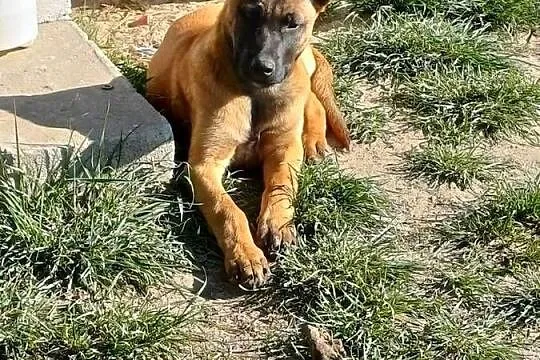Owczarek Belgijski Malinois, Podlaskie, Zambrów