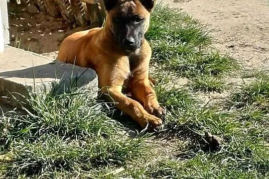 Owczarek Belgijski Malinois, Podlaskie, Zambrów