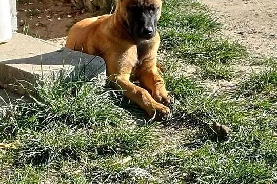 Owczarek Belgijski Malinois, Podlaskie, Zambrów