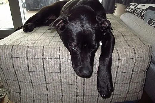 Negra  młodziutka  sunia z łańcucha !!!,  Kundelki