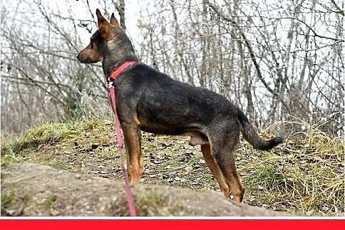 17kg,mniejszy niż doberman,pinczer mix,łagodny pie