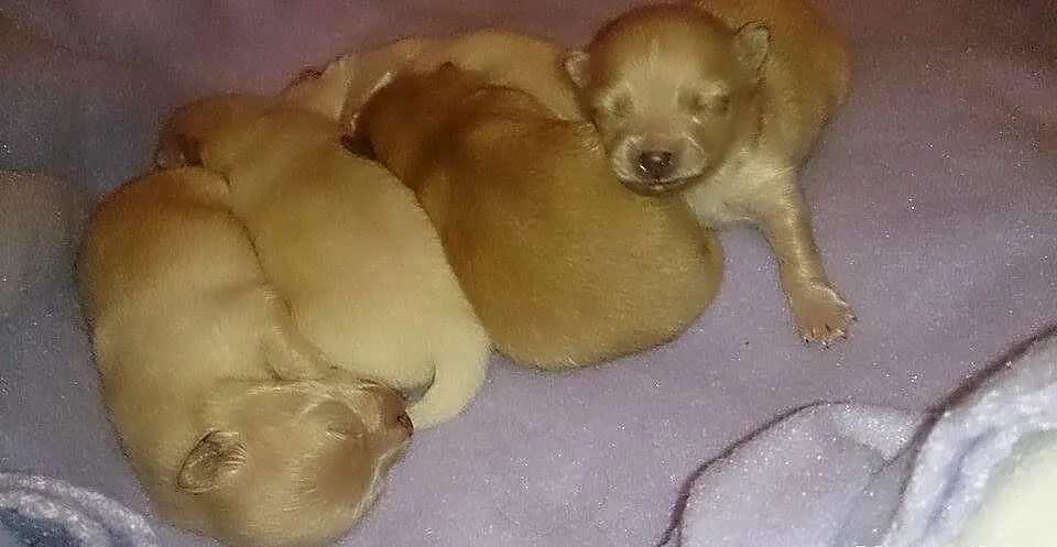 Sprzedam śliczne psiaczki rasy Pomeranian/ szpic m
