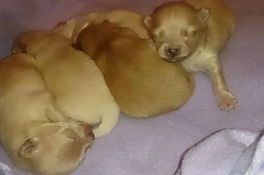 Sprzedam śliczne psiaczki rasy Pomeranian/ szpic m