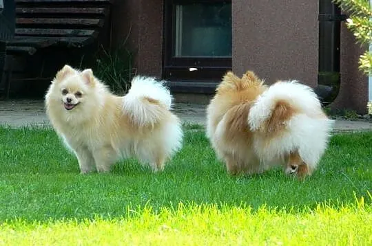 Sprzedam śliczne psiaczki rasy Pomeranian/ szpic m