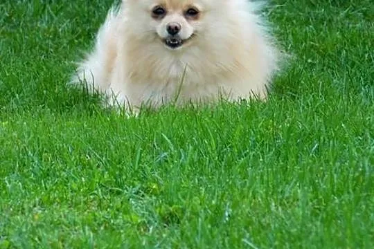 Sprzedam śliczne psiaczki rasy Pomeranian/ szpic m