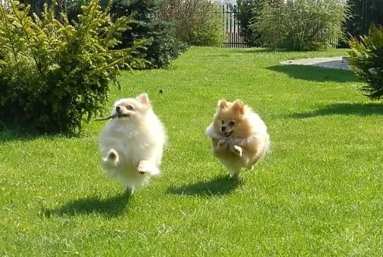 Sprzedam śliczne psiaczki rasy Pomeranian/ szpic m