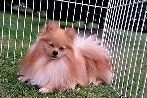 Sprzedam śliczne psiaczki rasy Pomeranian/ szpic m