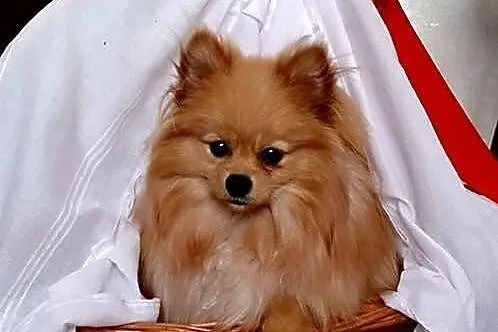Sprzedam śliczne psiaczki rasy Pomeranian/ szpic m
