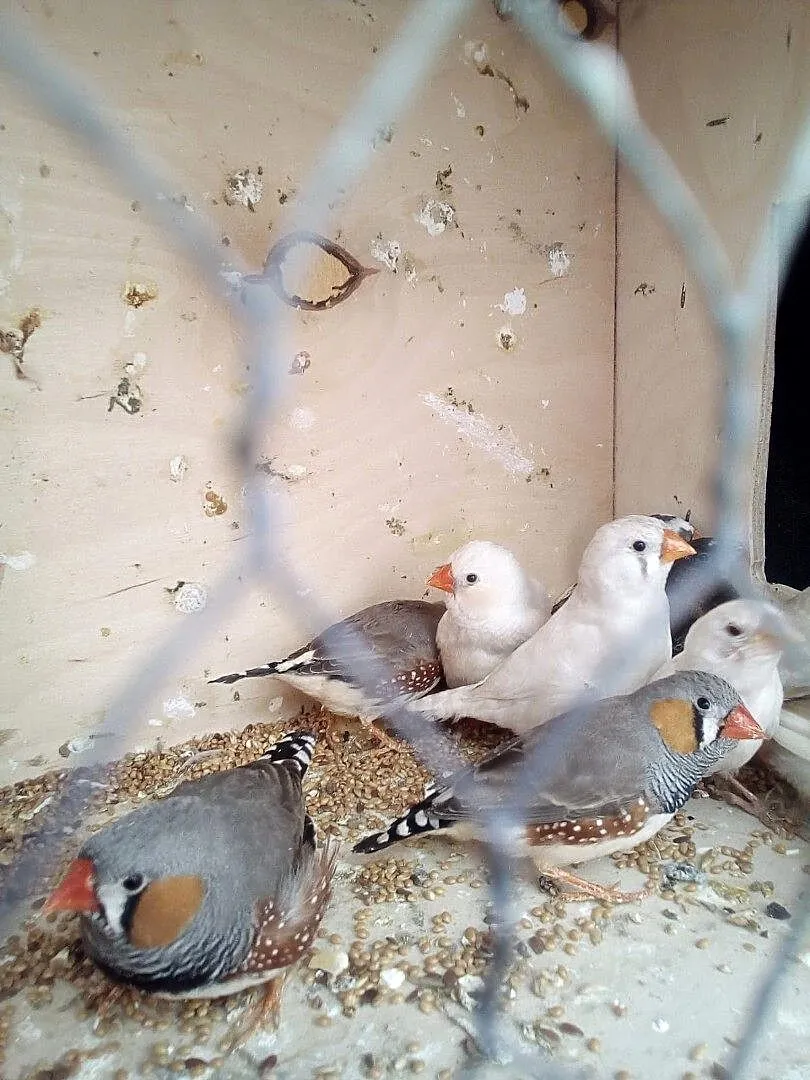 Sprzedam mewki japońskie i zeberka, Kujawsko-pomorskie, Kwieciszewo