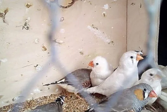 Sprzedam mewki japońskie i zeberka, Kujawsko-pomorskie, Kwieciszewo