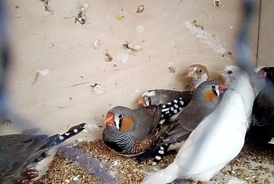 Sprzedam mewki japońskie i zeberka, Kujawsko-pomorskie, Kwieciszewo