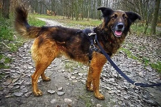 Bystry, energiczny, kochany Reks.,  śląskie Katowi