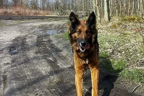 Bystry, energiczny, kochany Reks.,  śląskie Katowi