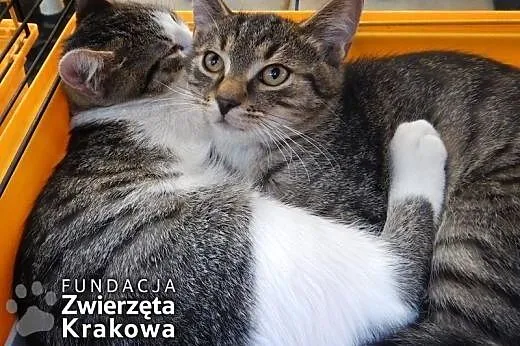 Antek i Kajtek &#8211; towarzyskie chłopaki,  