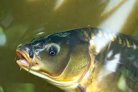Karp handlowy i kroczek
