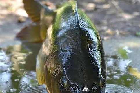 Karp handlowy i kroczek, Lubelskie, Lublin