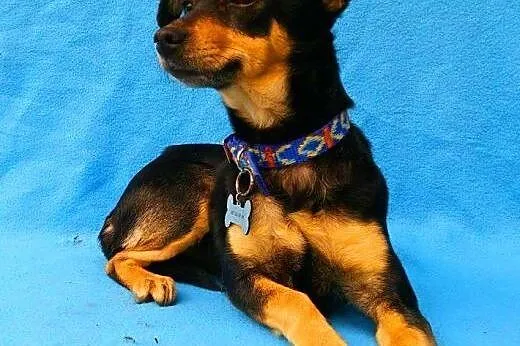 ŻABCIA - maleńka, 5 kg mikro sunia szuka domu,  mazowieckie Warszawa
