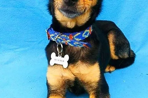 ŻABCIA - maleńka, 5 kg mikro sunia szuka domu,  ma