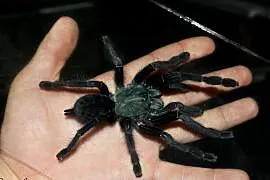 Cyriopagopus sp. 