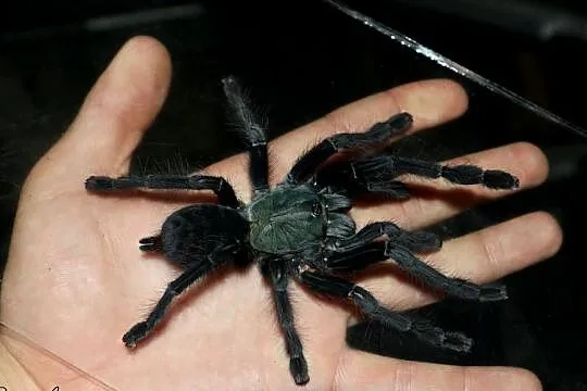 Cyriopagopus sp. 