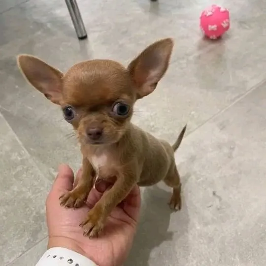 Przepiękne szczenięta chihuahua gotowe do sprzedaży w nowych domach, Wielkopolskie, Poznań