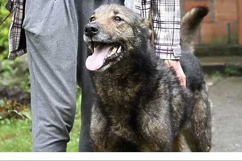 Lester - gdy los zadrwił ....i psiak z kochającego