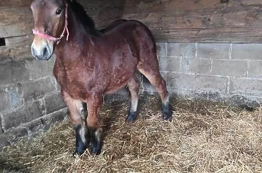 Sprzedam źrebaka ogiera zimnokrwistego, Podlaskie, Czyże