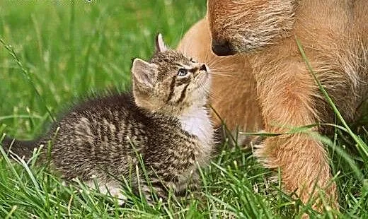2,5 miesięczny kocurek Bond do adopcji!, pomorski