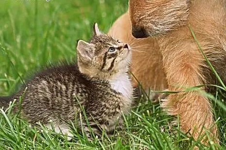 2,5 miesięczny kocurek Bond do adopcji!,  pomorski