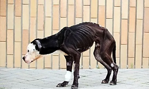 Amstaff Kornel, który przeżył piekło na ziemi czek