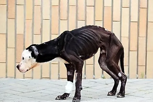 Amstaff Kornel, który przeżył piekło na ziemi czek