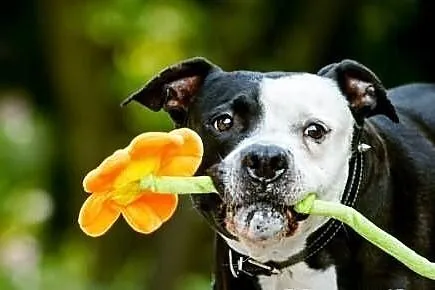 Amstaff Kornel, który przeżył piekło na ziemi czek