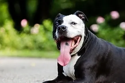 Amstaff Kornel, który przeżył piekło na ziemi czek