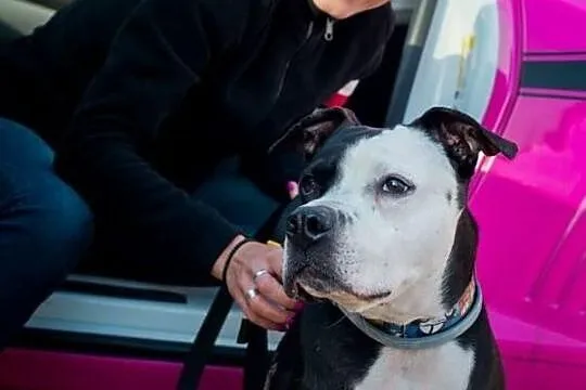 Amstaff Kornel, który przeżył piekło na ziemi czek