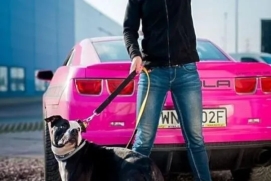 Amstaff Kornel, który przeżył piekło na ziemi czek