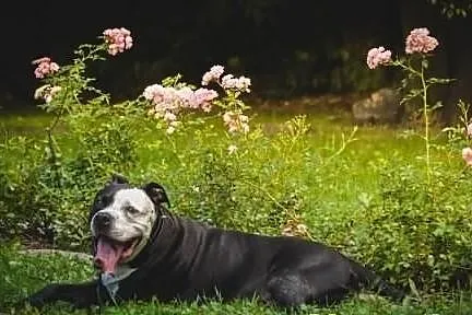 Amstaff Kornel, który przeżył piekło na ziemi czek