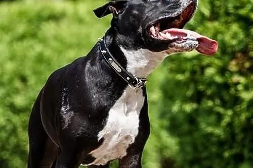 Amstaff Kornel, który przeżył piekło na ziemi czek