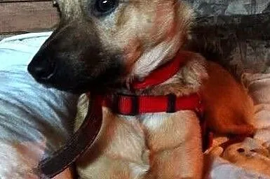 Tonik - uroczy szczeniak kochający dzieci :), Warmińsko-mazurskie, Olsztyn