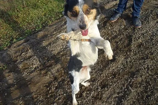 Cudowna Tola_ nieduża, wesoła, bezkonfliktowa suni