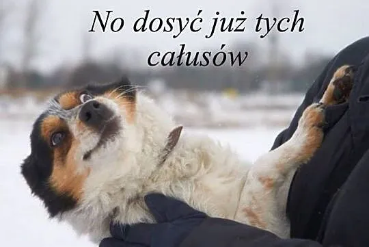 Cudowna Tola_ nieduża, wesoła, bezkonfliktowa suni